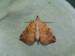 Eulithis testata