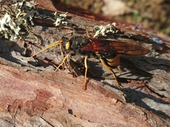 Urocerus gigas