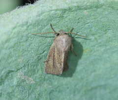 Denticucullus pygmina