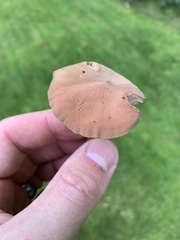 Laccaria bicolor