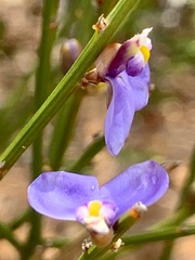 Comesperma scoparium