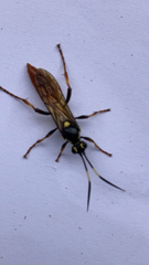 Ichneumon