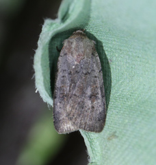 Protolampra sobrina