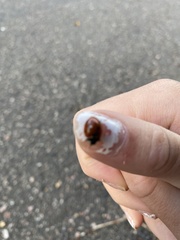 Coccinellidae