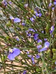 Comesperma scoparium
