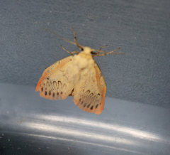 Miltochrista miniata