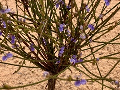 Comesperma scoparium