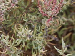 Suaeda maritima