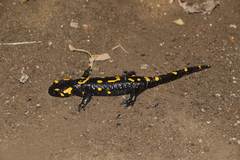 Salamandra salamandra