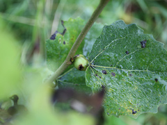 Cecidomyiini