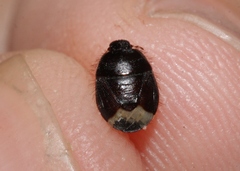 Microporus obliquus