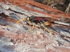 Urocerus gigas