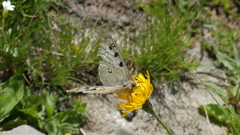 Parnassius phoebus sacerdos