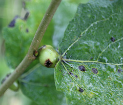 Cecidomyiini