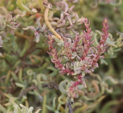 Suaeda maritima