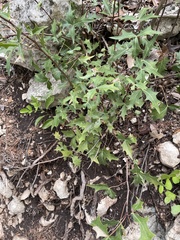 Berberis trifoliolata