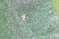 Eupodidae