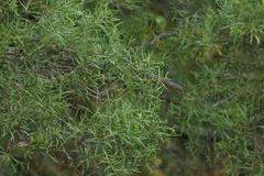 Acacia confusa