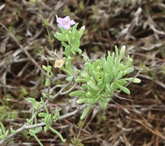 Lycium carolinianum