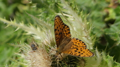 Argynnis niobe