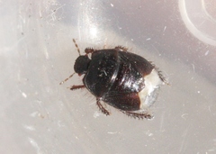 Microporus obliquus