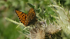 Argynnis niobe