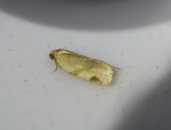 Paramesia gnomana