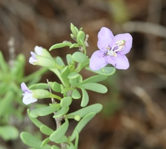 Lycium carolinianum