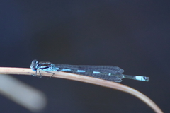Coenagrion