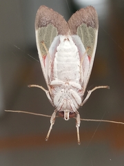 Bertholdia