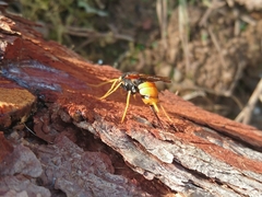 Urocerus gigas