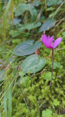 Cyclamen purpurascens