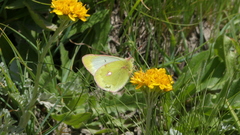 Colias phicomone