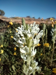 Hebenstretia dentata