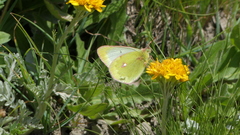 Colias phicomone
