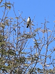 Embernagra platensis