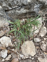 Dichanthelium acuminatum