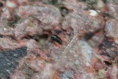 Eupodidae