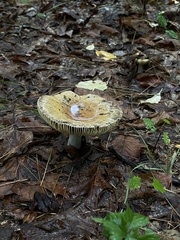 Russula compacta