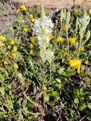 Hebenstretia dentata
