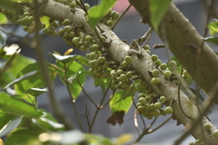 Ficus variegata garciae