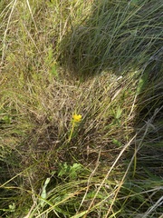 Lotus corniculatus
