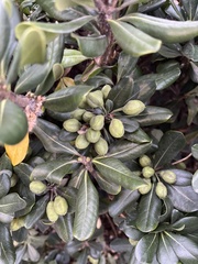 Pittosporum