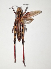Arcyptera fusca