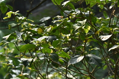 Ficus variegata garciae