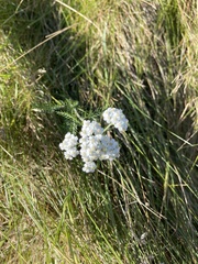 Achillea millefolium