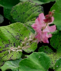 Onobrychis viciifolia