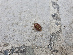 Dolycoris baccarum