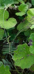Onobrychis viciifolia