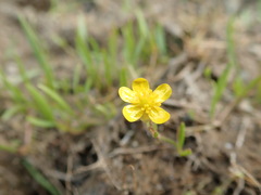 Ranunculus flammula ovalis